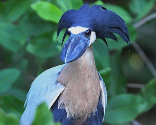 hotel-samara-costa-rica-birds-01