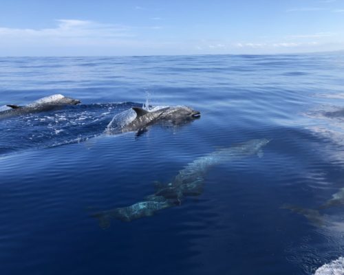 hotel-samara-costa-rica-dolphins-02