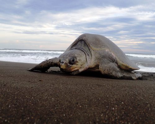 sea turtle nesting costa rica